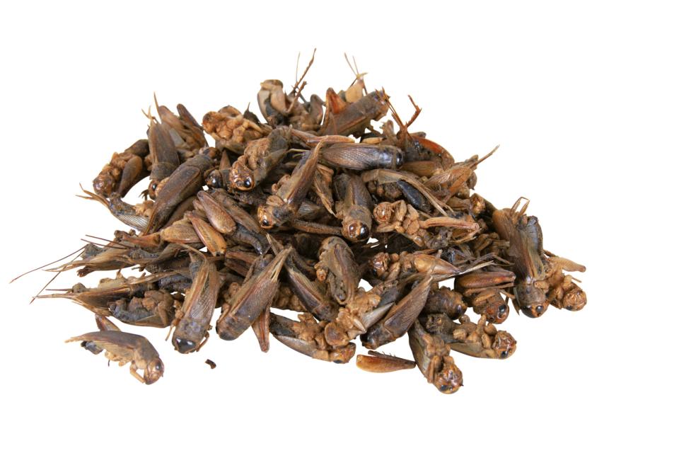 Trixie Fårekyllinger, tørrede