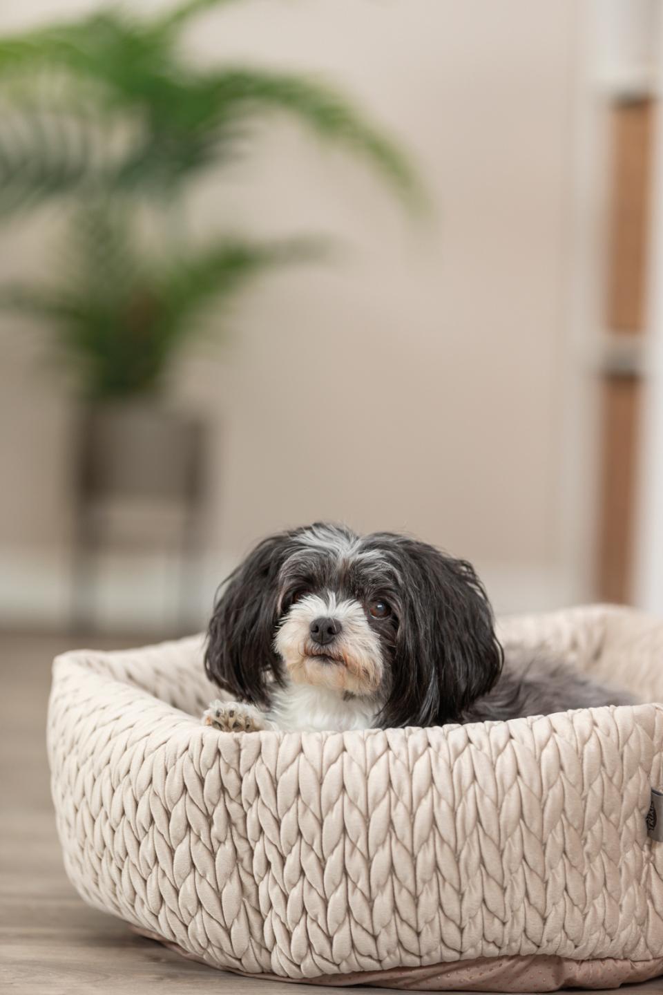 Trixie Livia hundeseng, rund