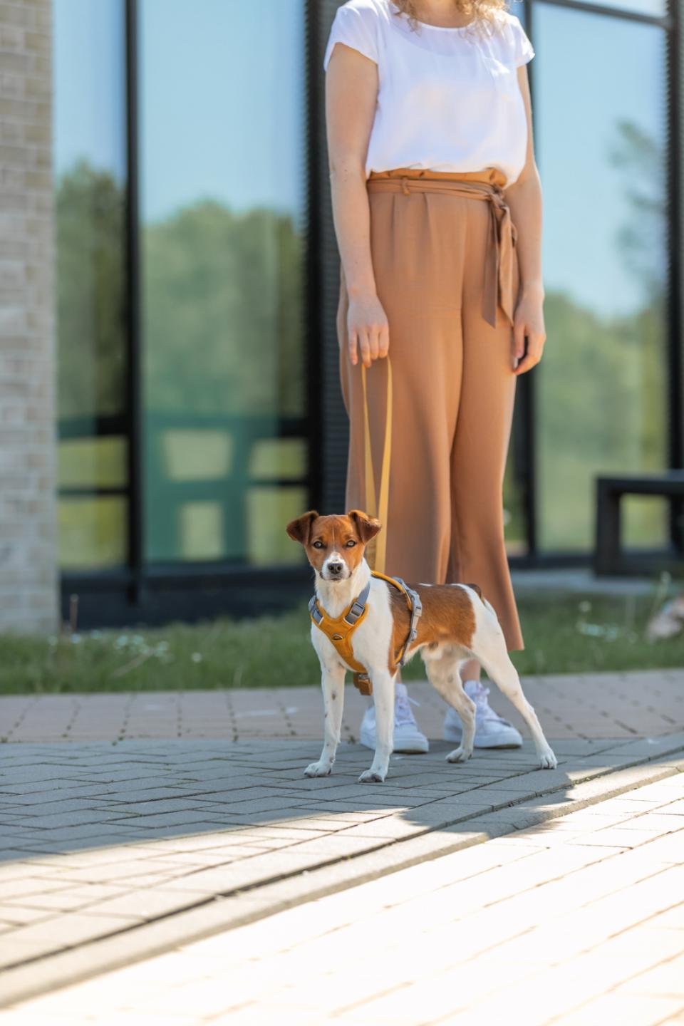 Trixie Premium Active hundesele