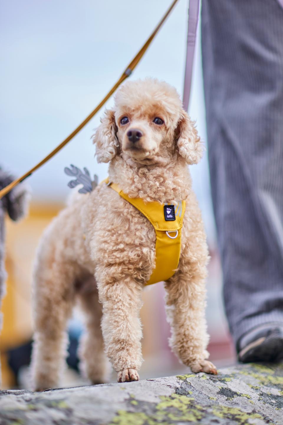 Hurtta Seeker hundesele