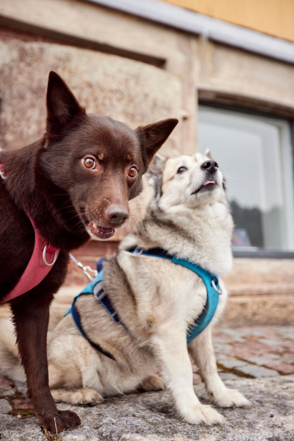 Hurtta Safeguard ECO harness