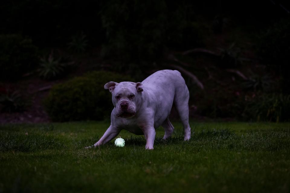 CHUCKIT Max glow air fetch bold