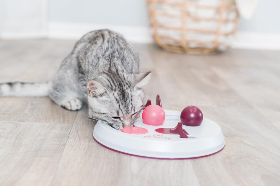 Cat Activity Flip Board strategi spil