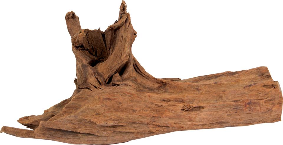 Mangrove trærødder