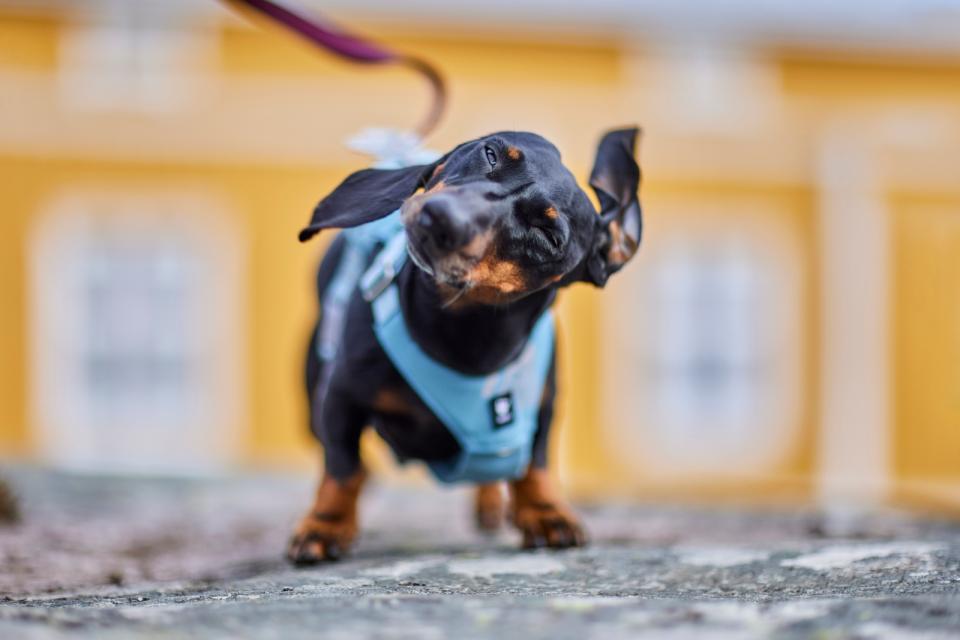 Hurtta Seeker hundesele