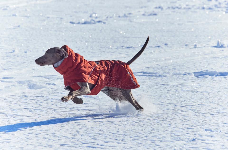 Hurtta Extreme Warmer III ECO hundefrakke