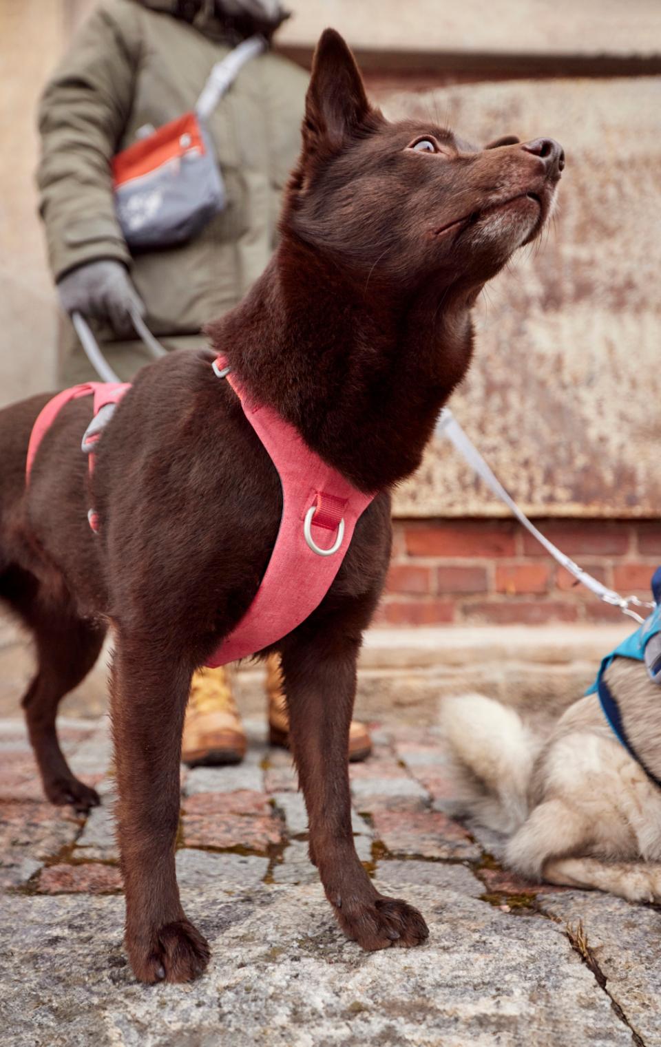 Hurtta Safeguard ECO harness