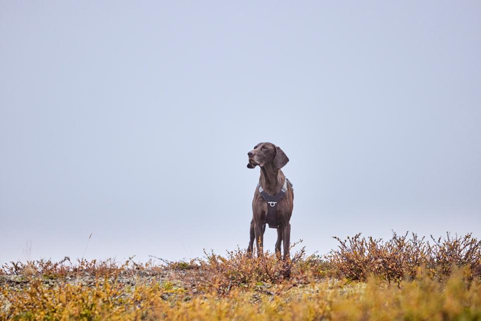 Hurtta Rover hundesele