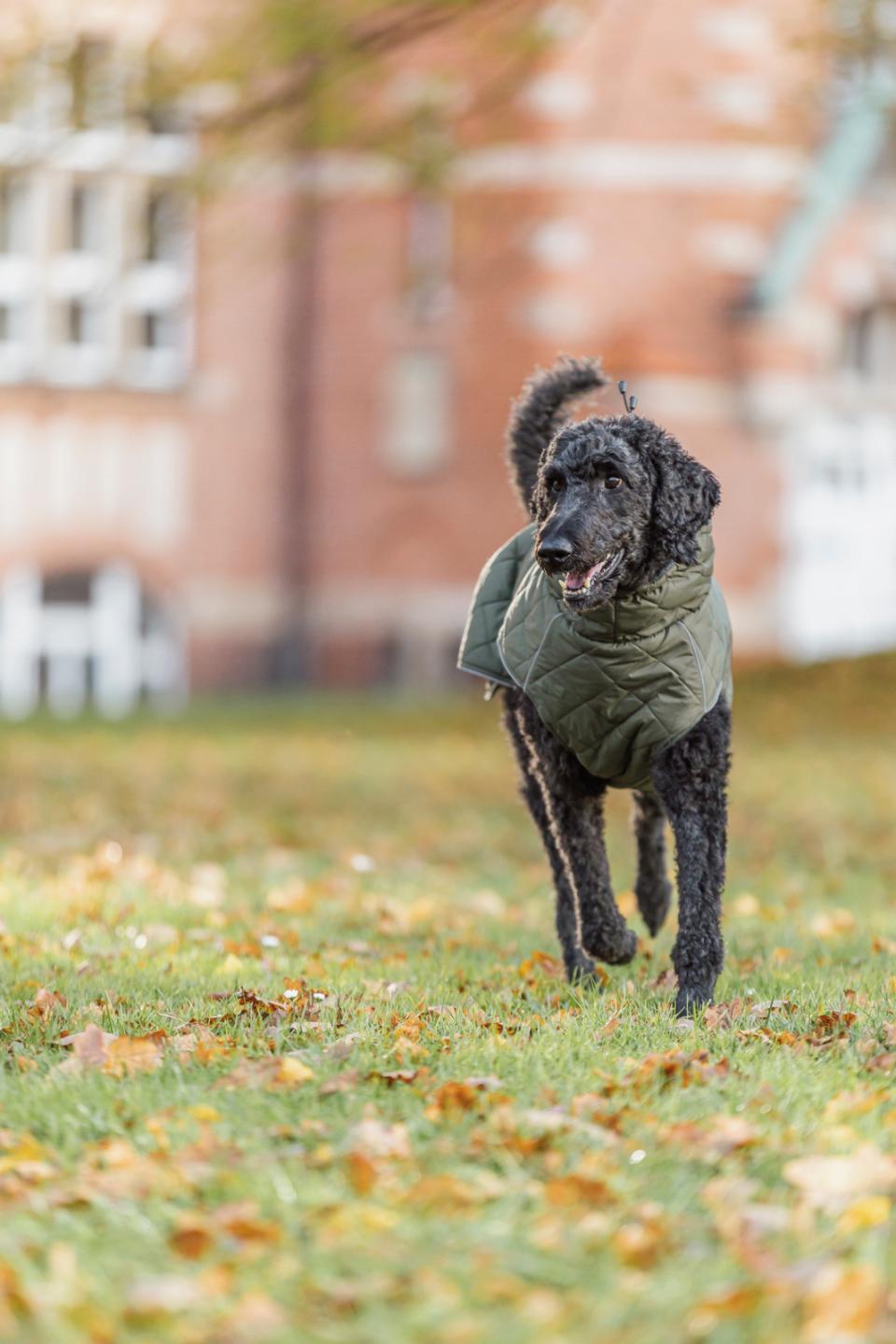 Trixie Minot hundefrakke