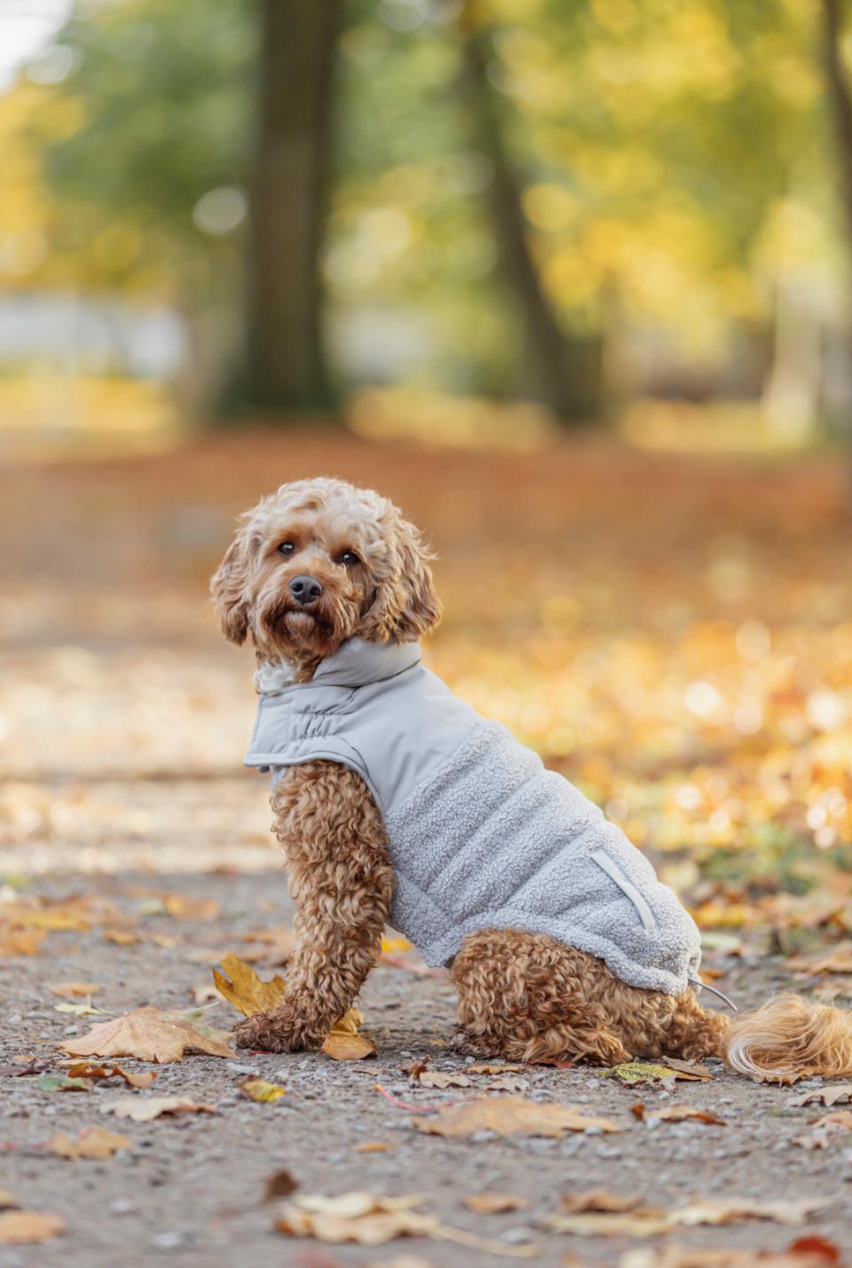 Trixie Ajou vinter hundejakke
