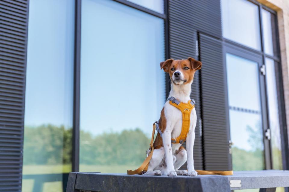 Trixie Premium Active hundesele