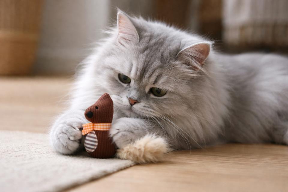 Companion Squirrel plyschdjur med kattmynta