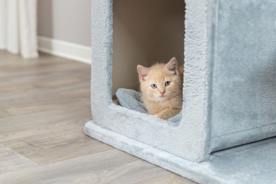 Trixie Elena klatrestativ