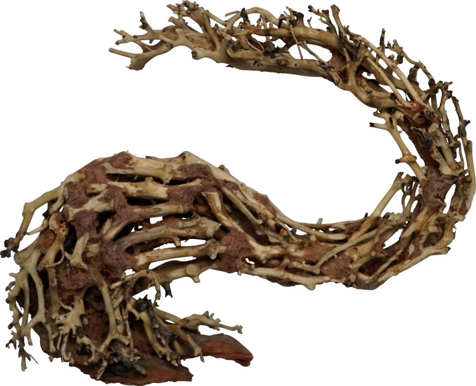 4FISH Trerøtter, Dragehode