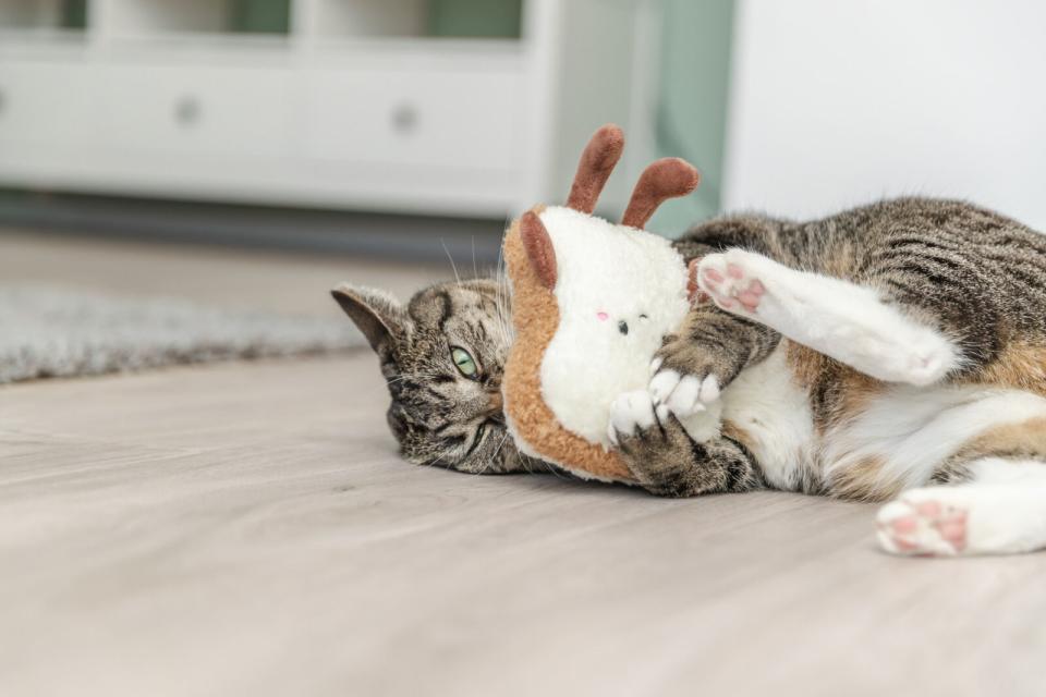 Trixie Toast XXL kattelegetøj