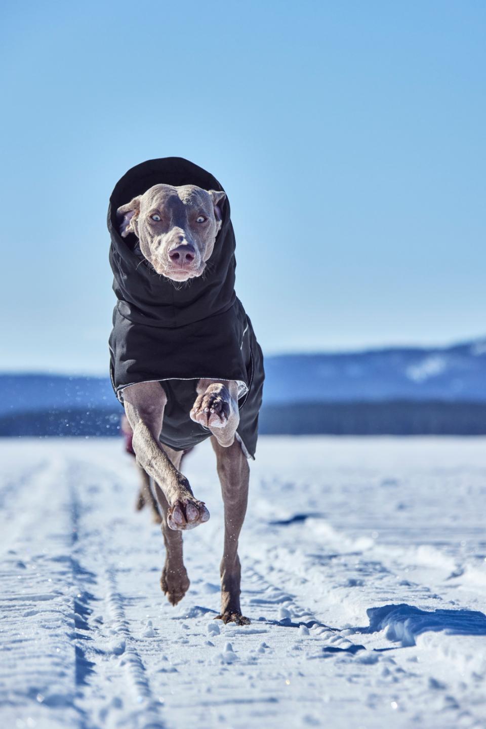 Hurtta Extreme Warmer III ECO hundefrakke