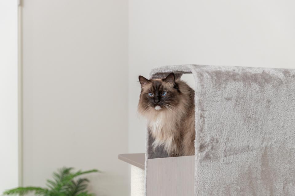 Trixie kattetræ Marina