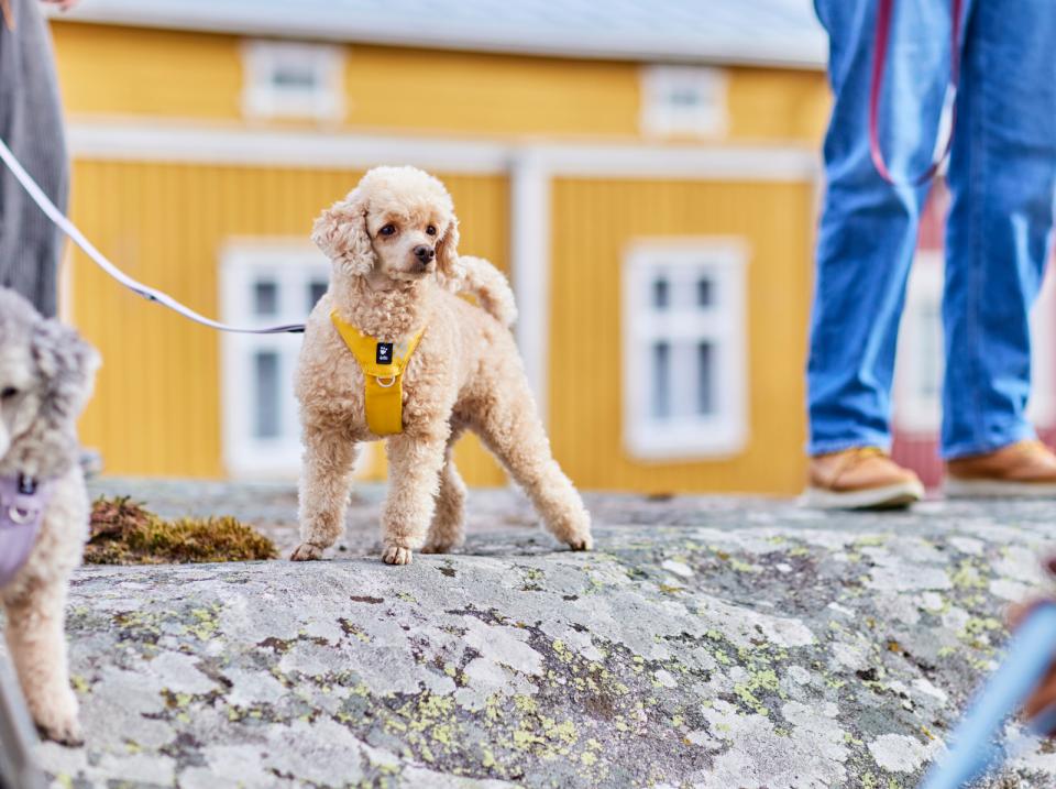 Hurtta Seeker hundesele