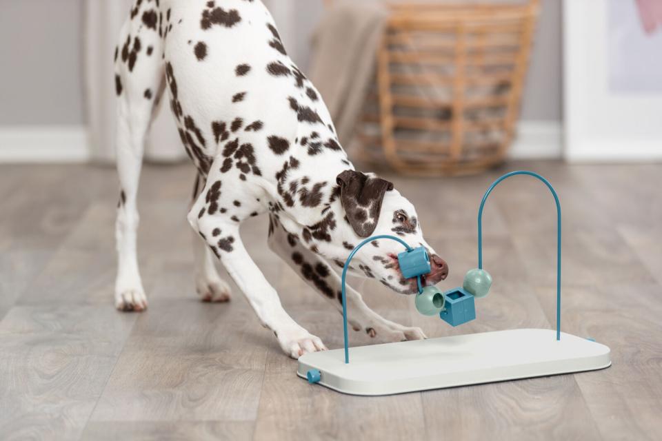 Trixie Dog Activity Skills Loop, plast/metal