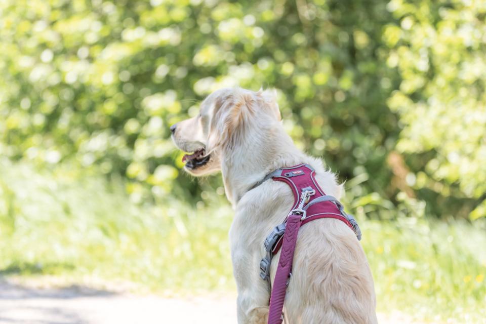 Trixie Premium Active hundesele