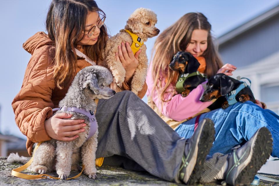 Hurtta Seeker hundesele