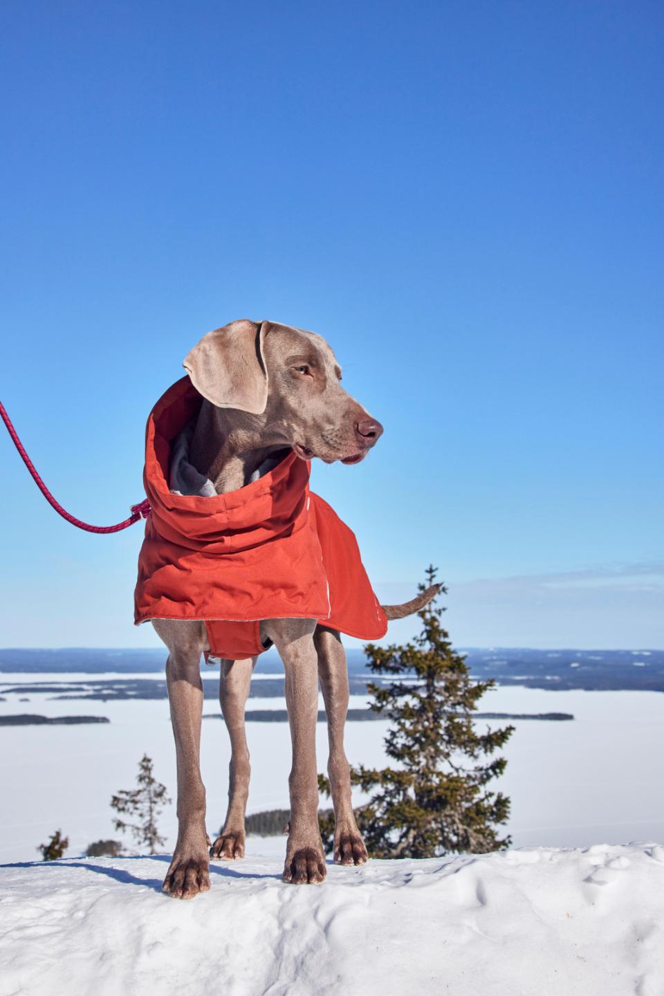 Hurtta Extreme Warmer III ECO hundefrakke