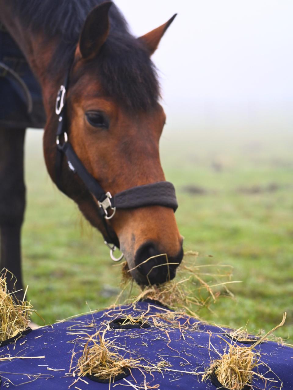 Horse Guard Pillow hay bag