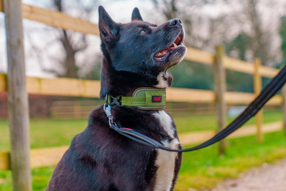 Halti Anatomy Halsband