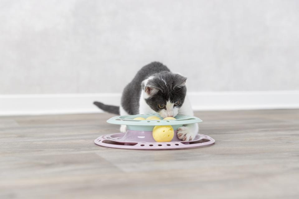 Junior legecirkel til killinger