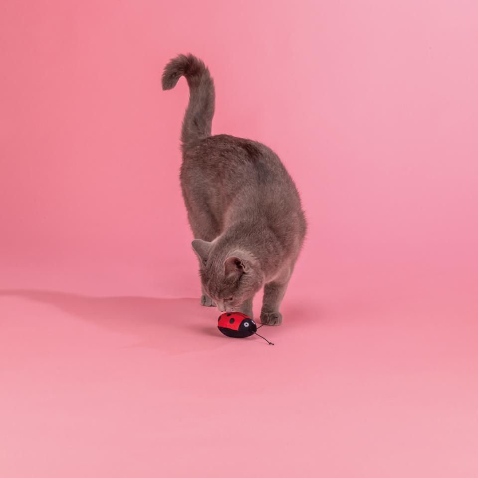 Jolly Paw optrækkelig mariehøne med catnip