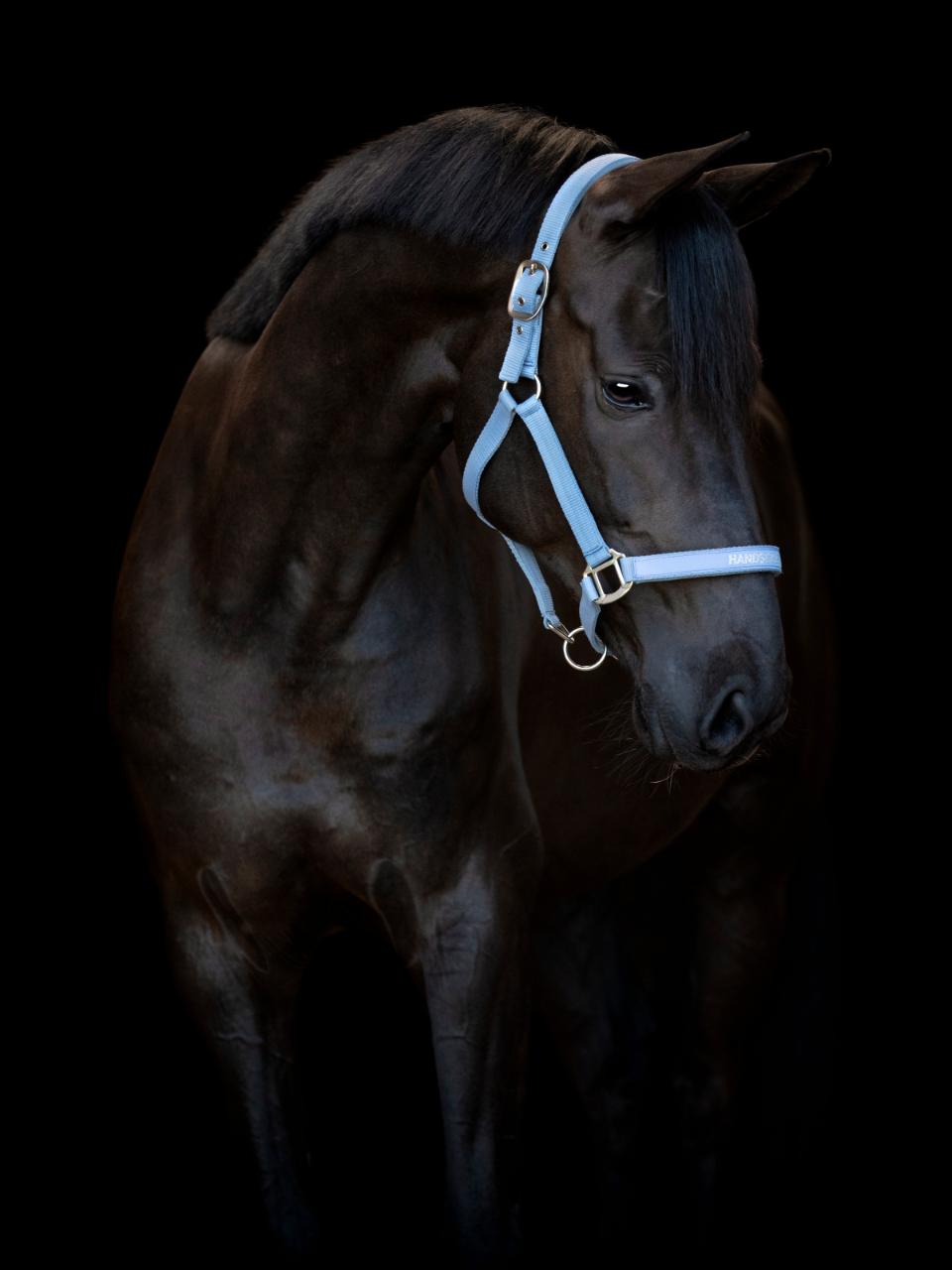 Horse Guard Malva halter