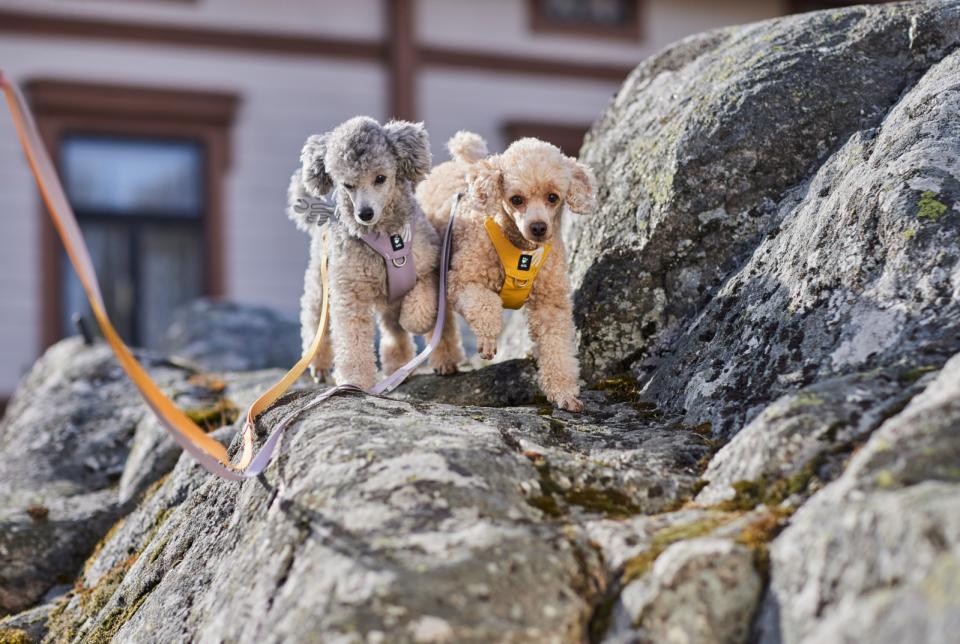 Hurtta Seeker hundesele