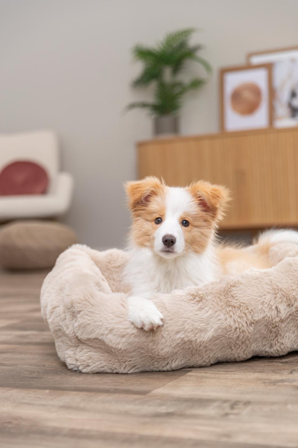 Trixie Elli hundeseng, firkantet