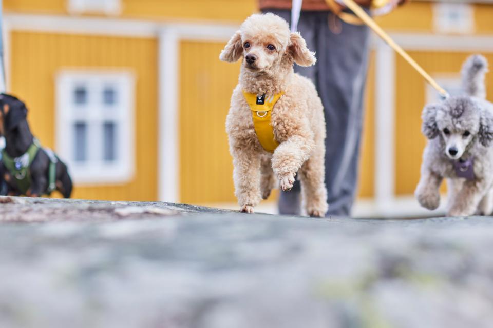 Hurtta Seeker hundesele