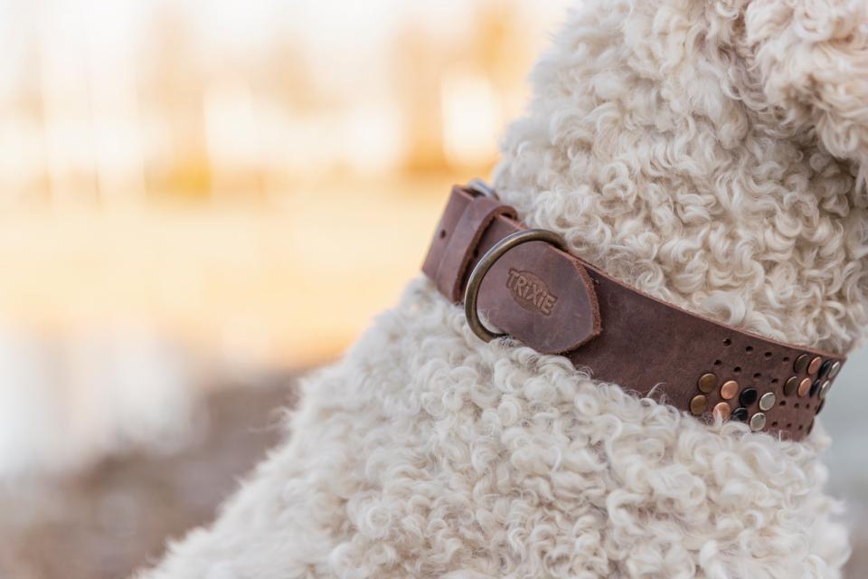 Trixie Rustic Fedt læder halsbånd Rivets, ekstra bred