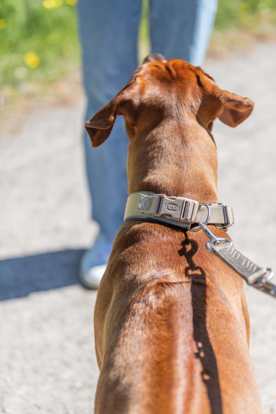 Premium halsbånd med neopren polstring, ekstra bred
