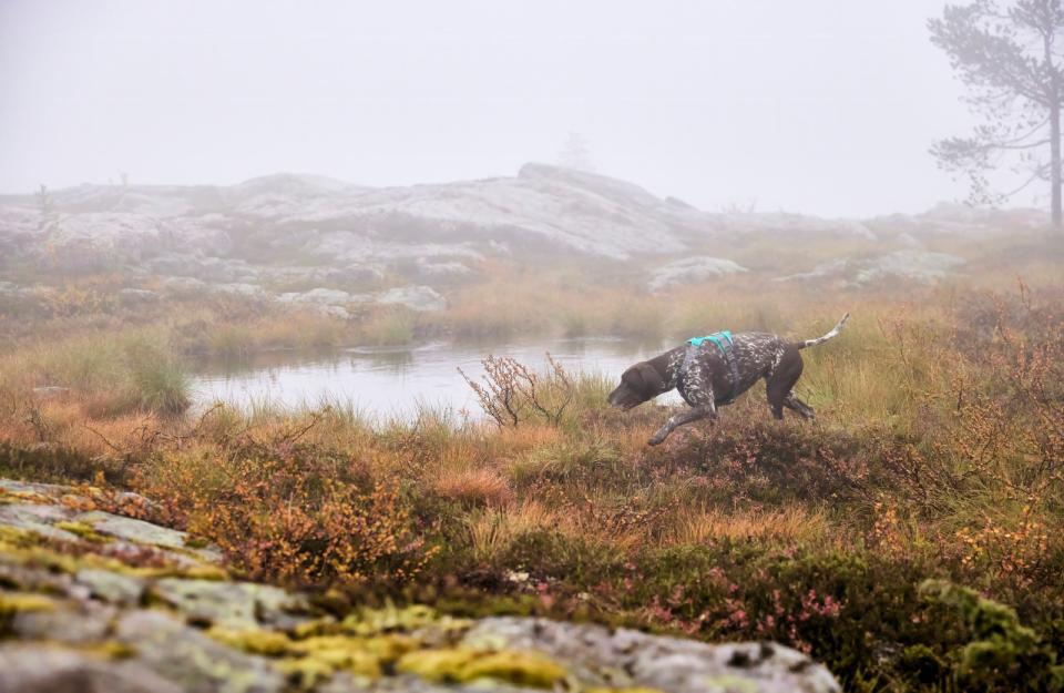 Hurtta Rover hundesele