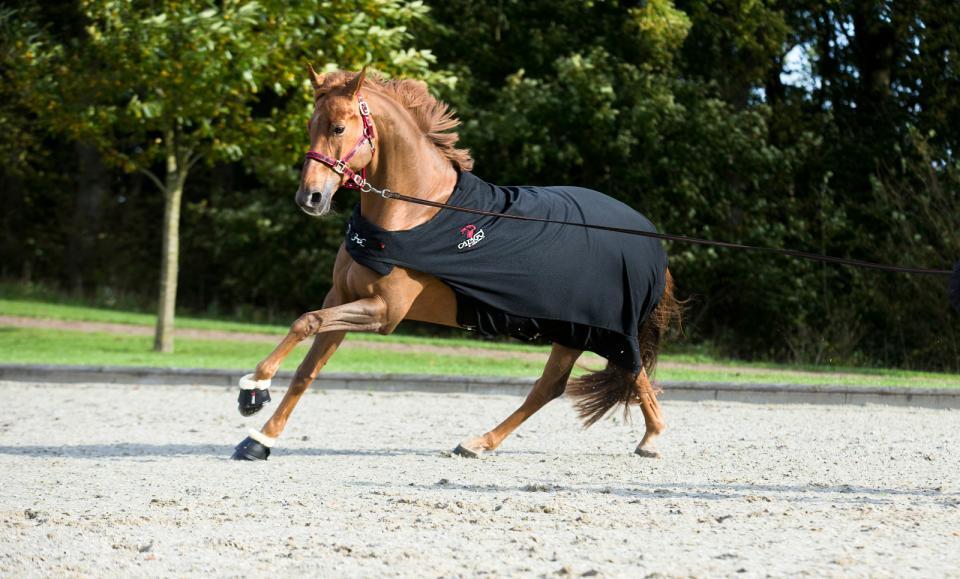 CATAGO FIR-Tech walker rug