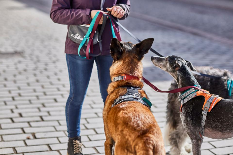 Hurtta Rover halsbånd