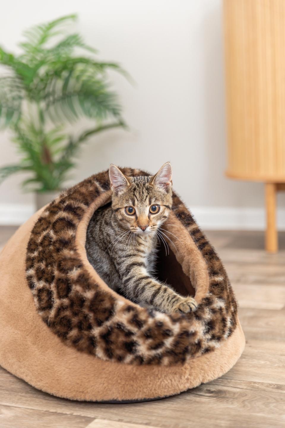 Trixie Leo hyggehule