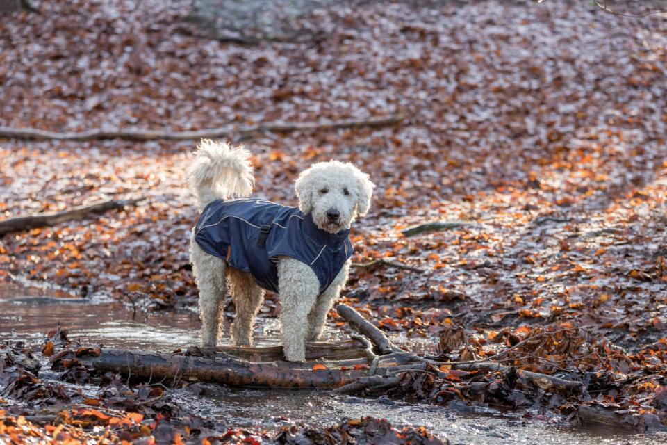 Trixie BE NORDIC Husum hunderegnfrakke