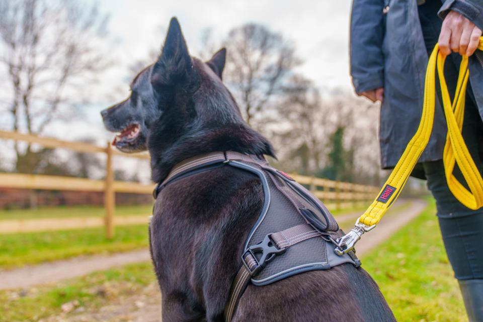 Halti BRIG sikkerhedshundeline