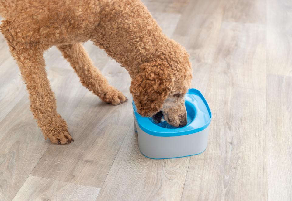 Trixie kraftig rejseskål