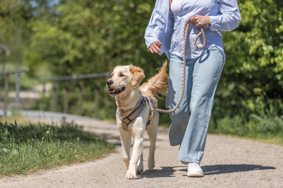 Trixie Premium trekking Sele