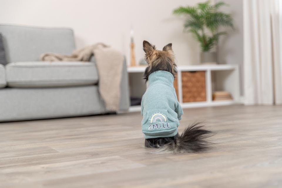 Trixie Littleton sweatshirt til hunde