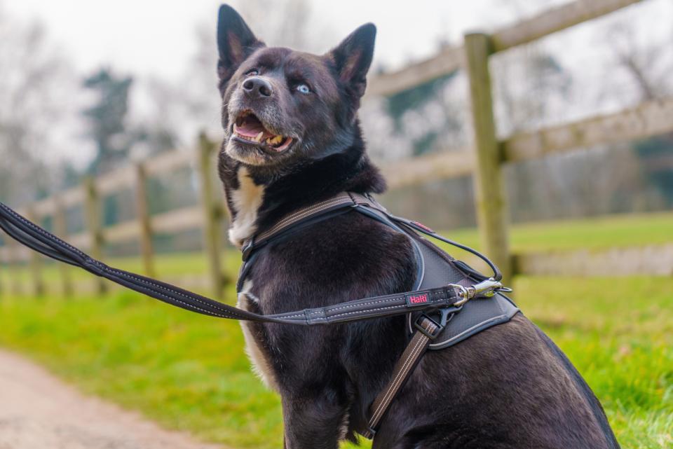 Halti BRIG sikkerhedshundeline