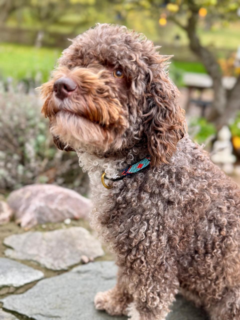 Kampuni håndlavet hundehalsbånd Nduvo star