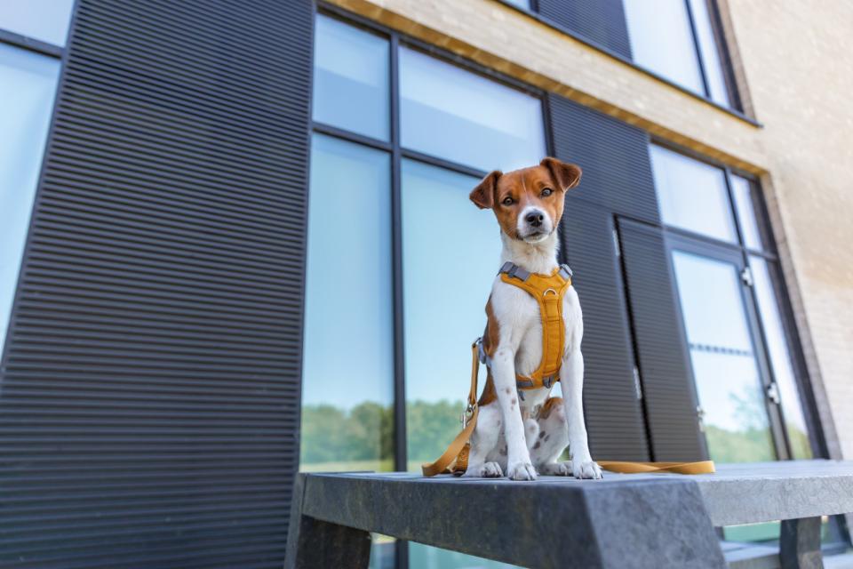 Trixie Premium Active hundesele