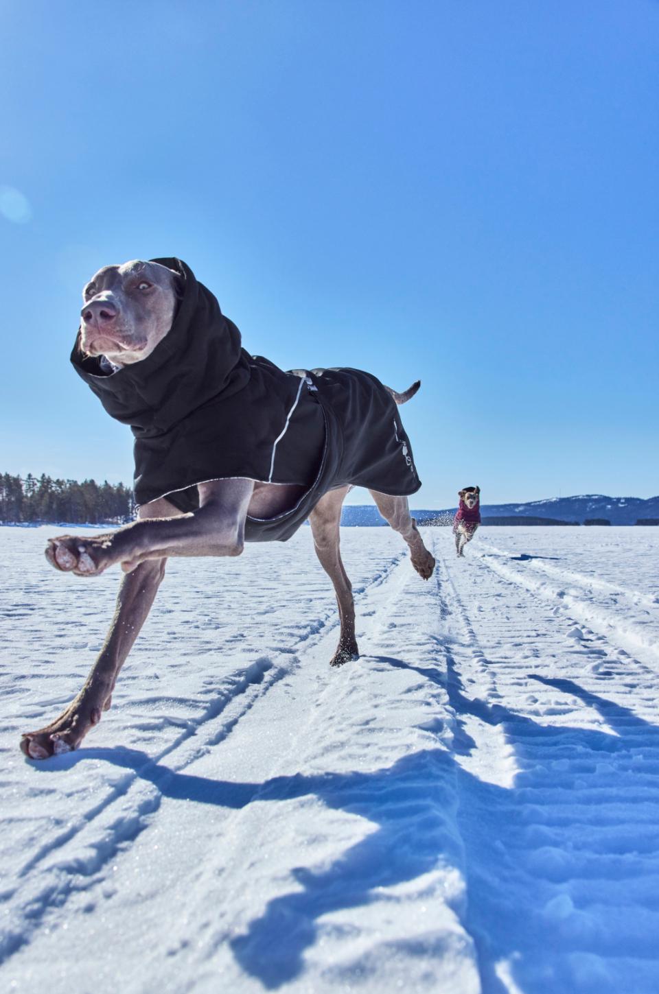 Hurtta Extreme Warmer III ECO hundefrakke