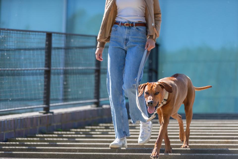 Premium halsbånd med neopren polstring, ekstra bred